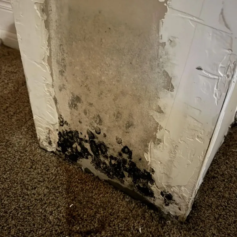 Professional Mold Removal in Charleston County, SC